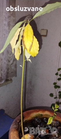 Авокадо растение