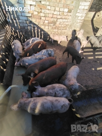 Прасенца на два месеца
с. Ветрино, Варна
днес
180 лв
92,03 € Прасенца на два месеца
с. Ветрино, Варна
днес
180 лв
92,03 €