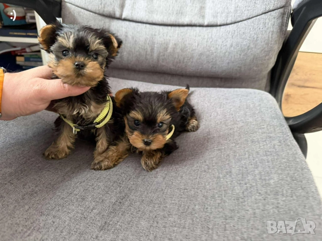Мини Йоркширски териер Момиченца момченца Актуално от 10.11.2025 →
		Обява 52358454