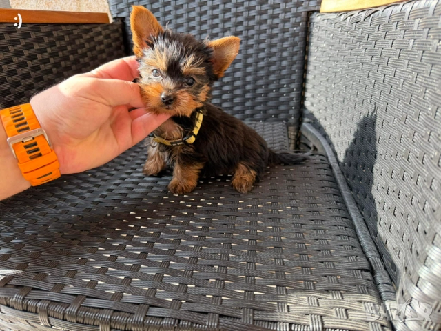 Мини Йоркширски териер Актуално от 29.11.2025 →
		Обява 52453414