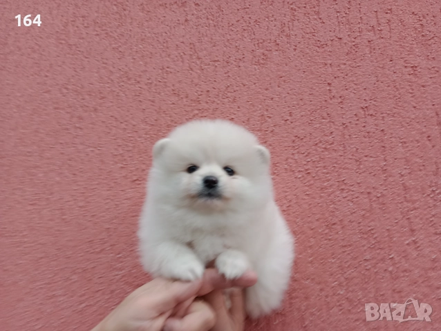 Женски бели Померани  →
		Обява 52528902