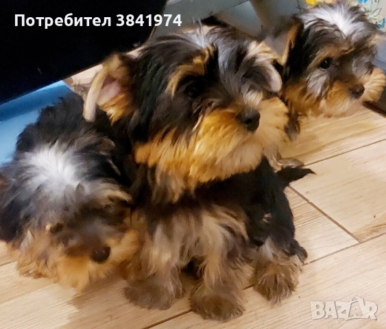 Йоркширски териер →
		Обява 51635250