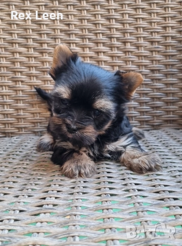 Йоркширски Териер Супер Мини →
Обява 52171416 Йоркширски Териер Супер Мини →
Обява 52171416