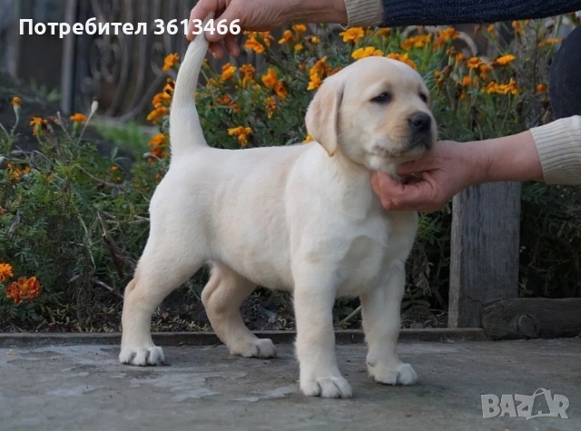 Чистокръвни Лабрадор ретривър женски и мъжки →
		Обява 51541962