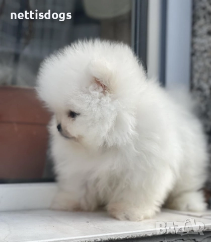 Уникални Мини Померани с родословие →
Обява 48613576 Уникални Мини Померани с родословие →
Обява 48613576