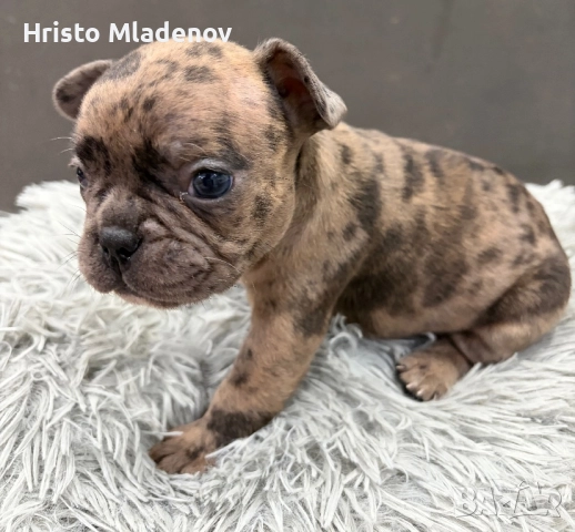 Френски булдог/малки кученца
гр. Плевен, Сторгозия
вчера
500 лв
255,65 € Френски булдог/малки кученца
гр. Плевен, Сторгозия
вчера
500 лв
255,65 €