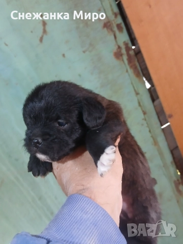 френски булдог →
		Обява 52639016