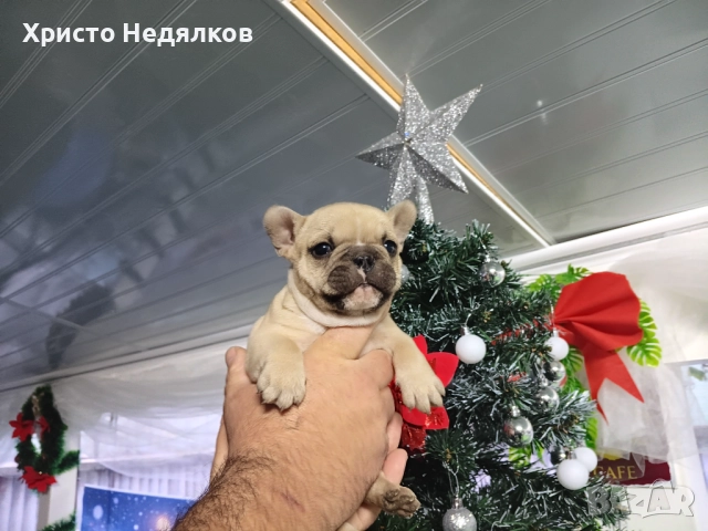 Френски булдог  →
		Обява 52641487