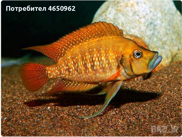 Аквариумни риби, африкански цихлиди от езерото Танганика
гр. София, Лозенец
вчера
Договаряне Аквариумни риби, африкански цихлиди от езерото Танганика
гр. София, Лозенец
вчера
Договаряне