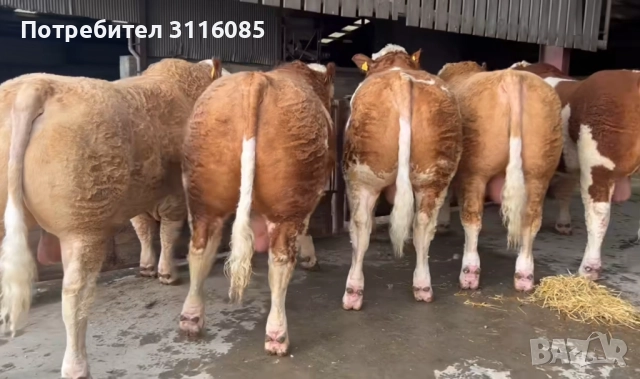 Записвам за Телешко месо 0877472975 →
Обява 52727782 Записвам за Телешко месо 0877472975 →
Обява 52727782