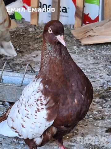 Декоративни гълъби →
Обява 52336335 Декоративни гълъби →
Обява 52336335