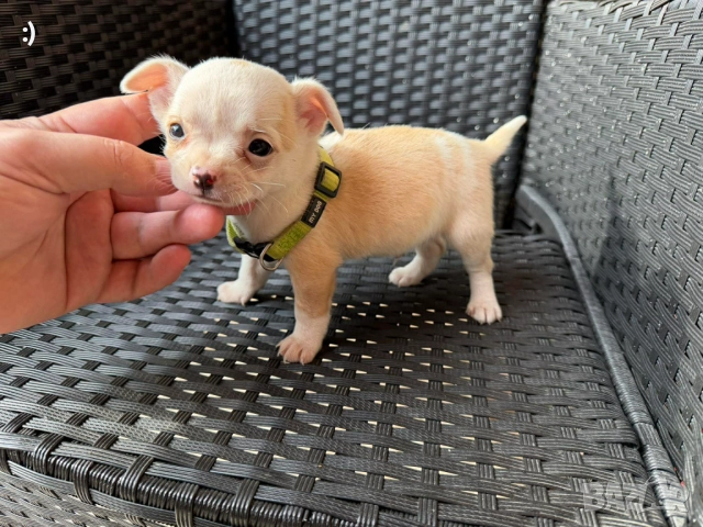 Чихуахуа Актуално от 22.11.2025 →
		Обява 52501920