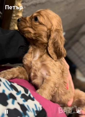 Малкия Гуди си търси своя дом  →
		Обява 52580571