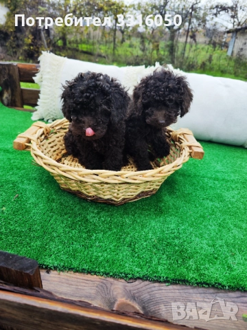 Мини пудел  →
		Обява 52575197