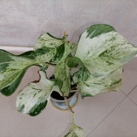 Епипремнум /Epipremnum aureum happy leaf/, снимка 1 - Стайни растения - 41421522