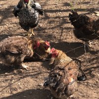Катунски кокошки , снимка 3 - Кокошки и пуйки - 41629923