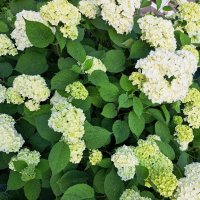 Хортензия,Бяла  , снимка 5 - Градински цветя и растения - 41424444
