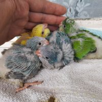 Ръчно хранени папагали монах  2023г , снимка 8 - Папагали - 40805832