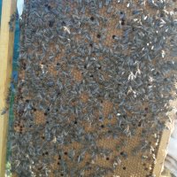 Пчелни отводки за сезон 2022г със записване