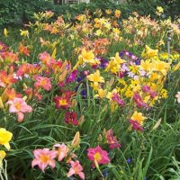 Цветя Хемерокалис – разсад за пролетно засаждане, снимка 12 - Разсади - 41683701