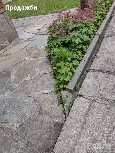 Здравец, снимка 1