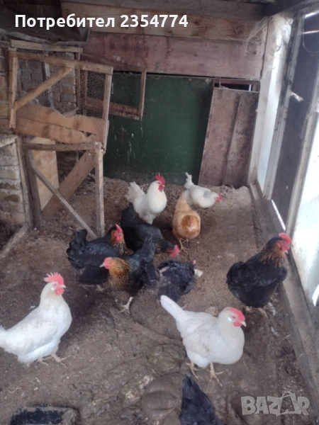 кокошки, снимка 1