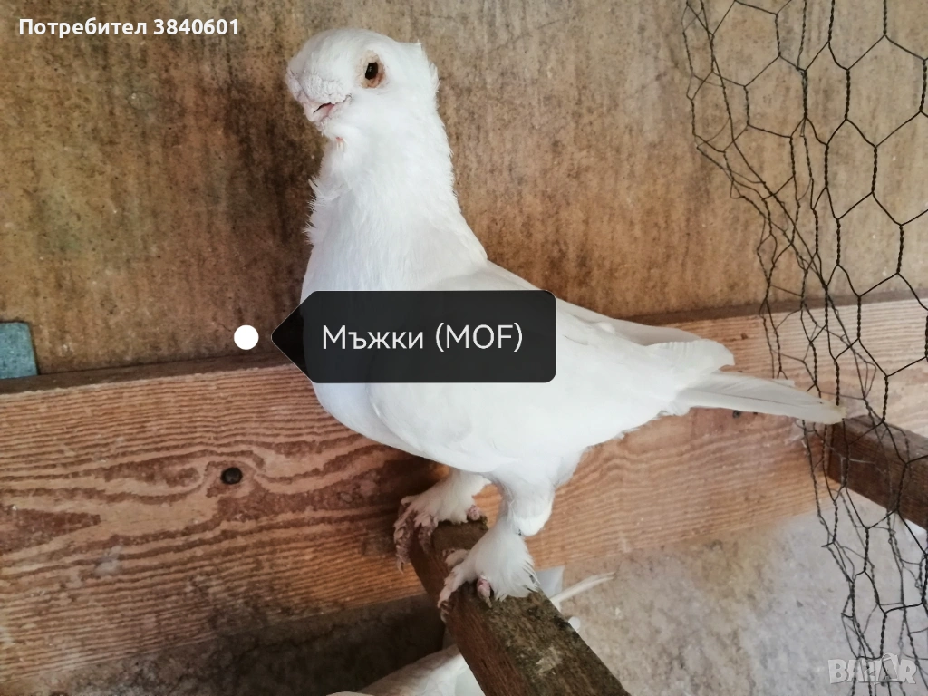 Сатинет с доставка до Перник и Дупница , снимка 1