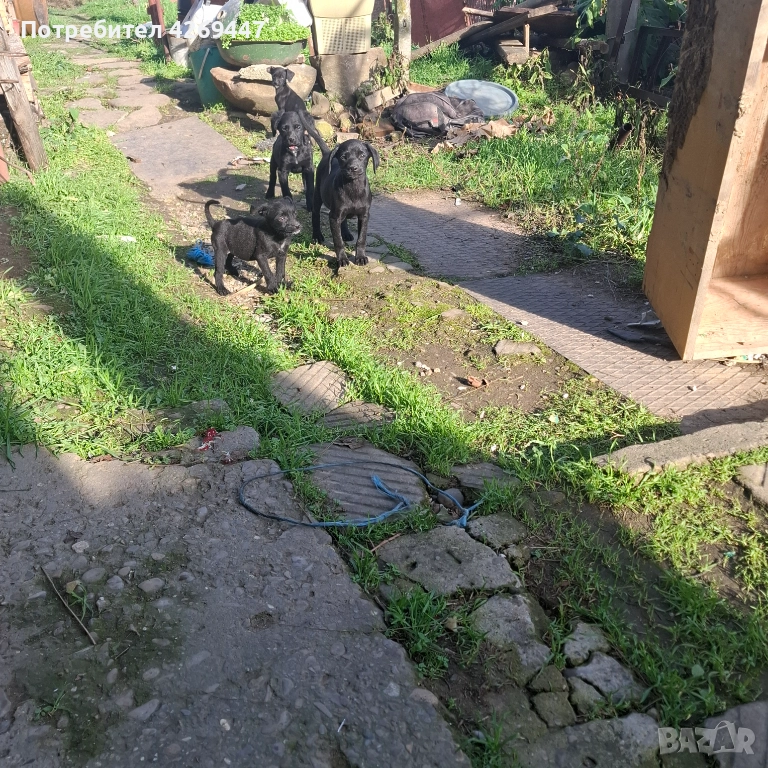 Кученцата се подаряват , снимка 1