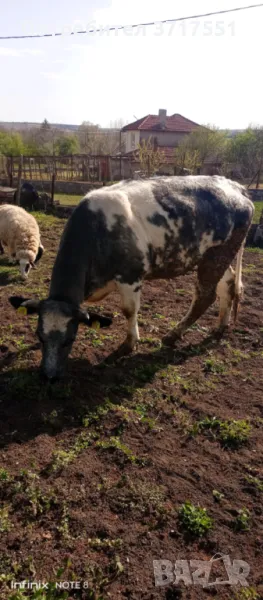 Сиво белгийска юница заплодена, снимка 1