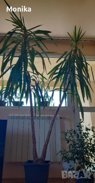 Слонска Юка - различни размери, снимка 1