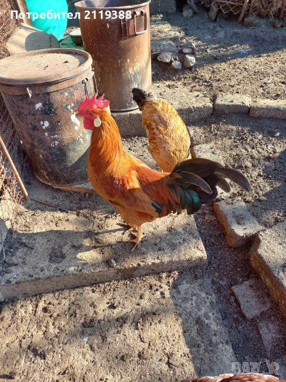 Петли за продаване ,породисти, снимка 1