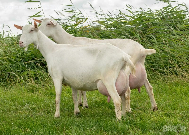 Продавам кози, ярета, пръчове, снимка 1