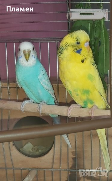  Двойка вълнисти папагали, снимка 1