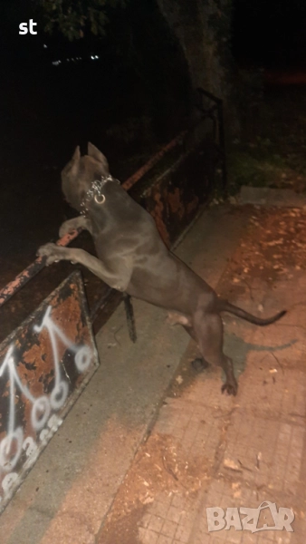 За разплод , снимка 1