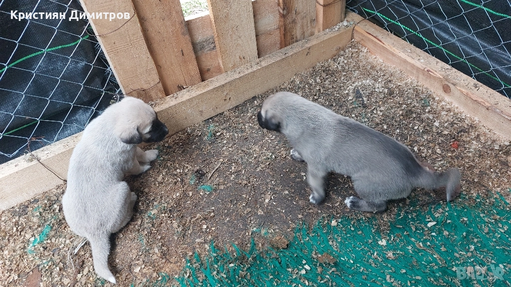 Продават се .Чистокръвни кангалчета ., снимка 1