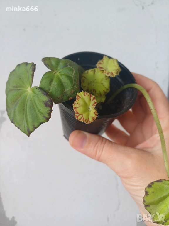 Тигрова бегония, снимка 1