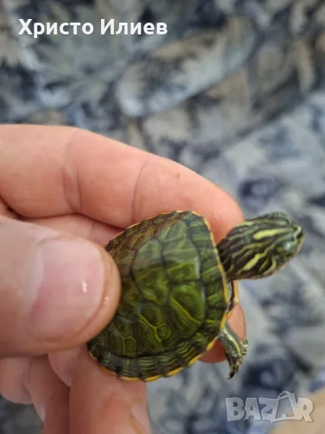 Голямо разнообразие от водни костенурки , снимка 8 - Костенурки - 56192441