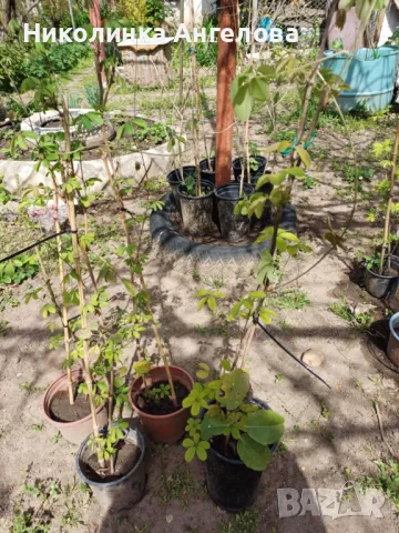 Акебия /Шоколадова лоза / 10 евро , снимка 3 - Градински цветя и растения - 49772677