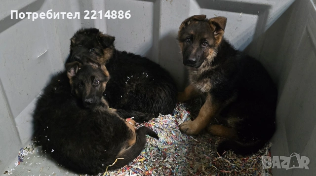 Немски овчарки , снимка 9 - Немска овчарка - 40188254