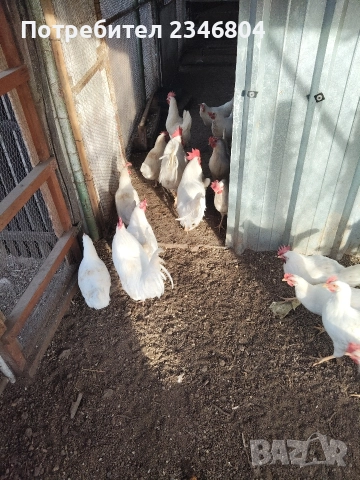 оплодени яйца от бял легхорн , снимка 4 - Кокошки и пуйки - 52956981