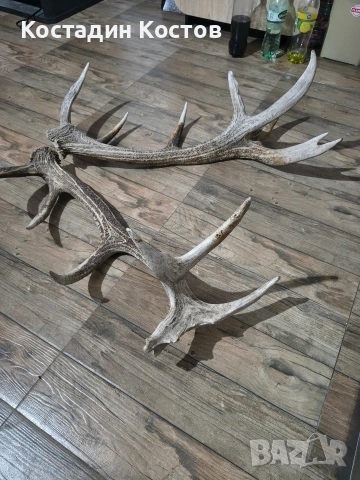 Еленски рога , снимка 2 - Други - 53499221