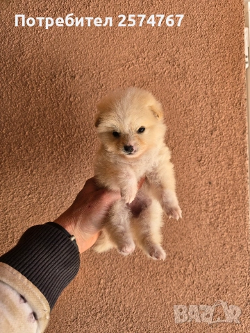 Мини шпицове , снимка 7 - Шпиц - 53847019