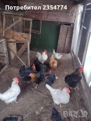 кокошки, снимка 1