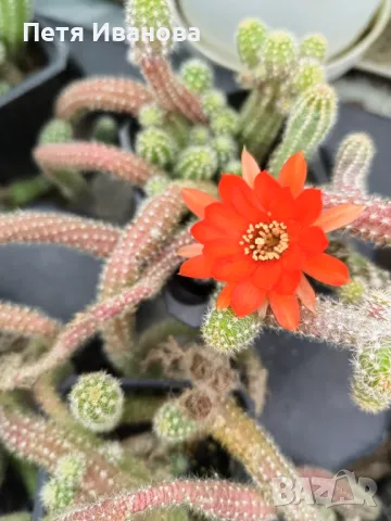 Кактус Echinopsis chamaecereus  , снимка 3 - Градински цветя и растения - 35906952