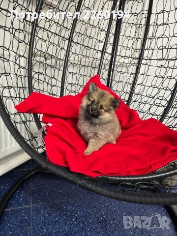 Померан, снимка 2 - Померан - 53323342