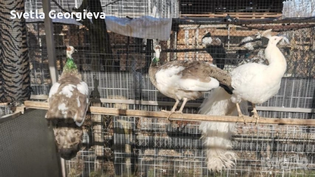 Едногодишни пауни, снимка 8 - други­ - 53754121