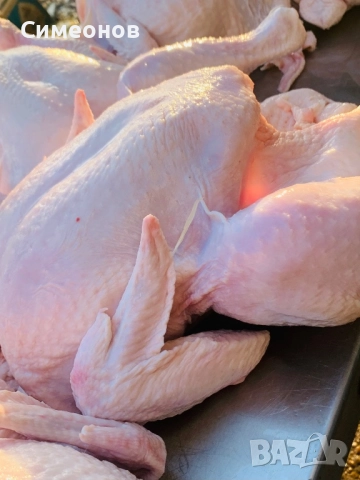 Пилета,петлета, снимка 3 - Кокошки и пуйки - 52852562