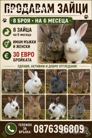 продават се 8 броя зайци 