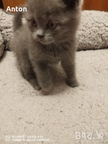 Британче момче, снимка 2 - Британска късокосместа - 52748840