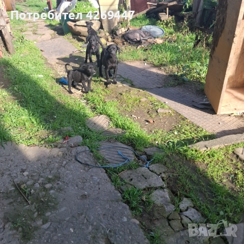 Кученцата се подаряват 